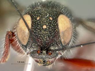 Megalyra_fasciipennis