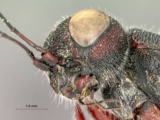 Megalyra_fasciipennis
