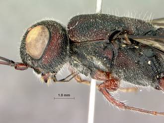 Megalyra_fasciipennis