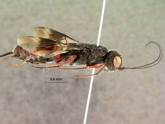 Megalyra_fasciipennis