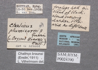 Chalinus_braunsi