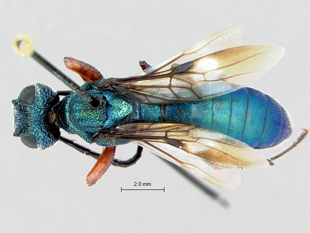 Orussoidea