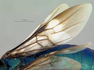 Chalinus_braunsi