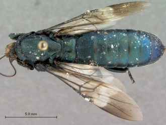 Chalinus_orientalis_female_habitus_dorsal