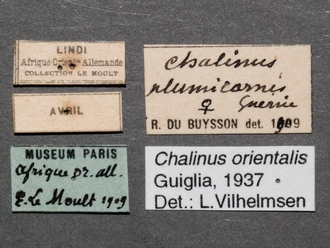 Chalinus_orientalis_female_labels
