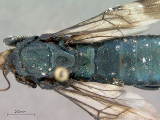 Chalinus_orientalis_female_mesosoma_dorsal