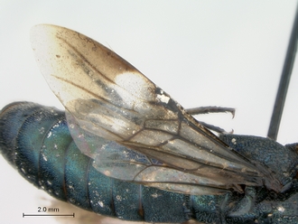 Chalinus_orientalis_female_wings