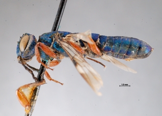 Chalinus_somalicus_NT_habitus_lateral