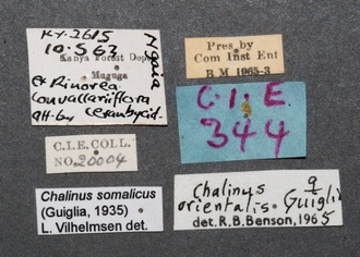 Chalinus_somalicus_NT_labels