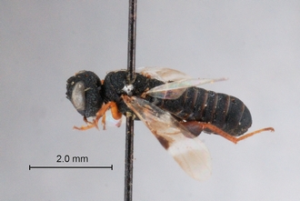 Leptorussus_africanus_HT_BM1-661_ habitus_lateral