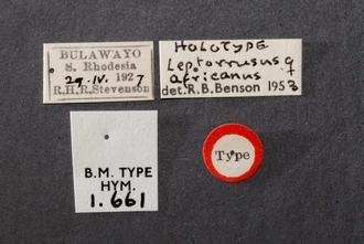 Leptorussus_africanus_HT_BM1-661_ labels