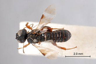 Leptorussus_africanus_HT_BM1-661_habitus_dorsal