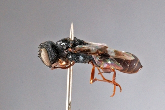 Orussus_scutator_HT_BM1-659_ habitus_lateral