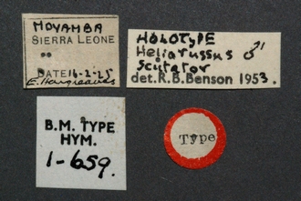 Orussus_scutator_HT_BM1-659_ labels