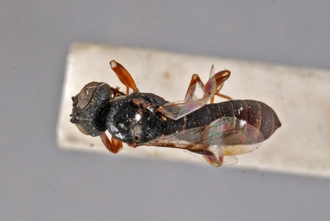 Orussus_scutator_HT_BM1-659_habitus_dorsal