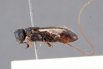 Pedicrista_hyalina_HT_BM1.1_ habitus_lateral