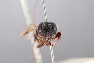 Pedicrista_hyalina_HT_BM1.1_ head_frontal