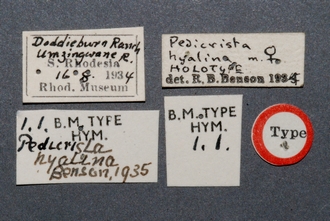 Pedicrista_hyalina_HT_BM1.1_ labels