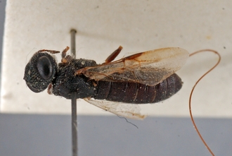 Pedicrista_hyalina_HT_BM1.1_ wings