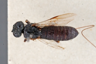 Pedicrista_hyalina_HT_BM1.1_habitus_dorsal