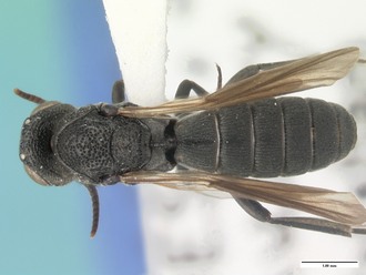 Nixonia_atra_habitus_dorsal