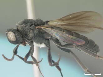 Nixonia_atra_habitus_lateral