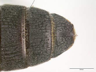 Nixonia_atra_metasoma_dorsal