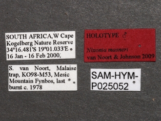 Nixonia_masneri_male_SAM-HYM-P025052_labels