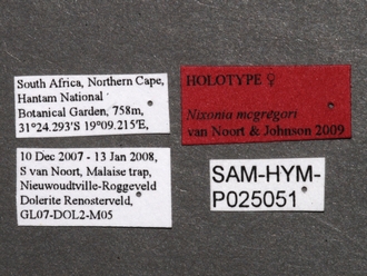 Nixonia_mcgregori_female_SAM-HYM-P025051_labels