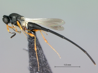 Synopeas_habitus_lateral_SAM-HYM-P0024970