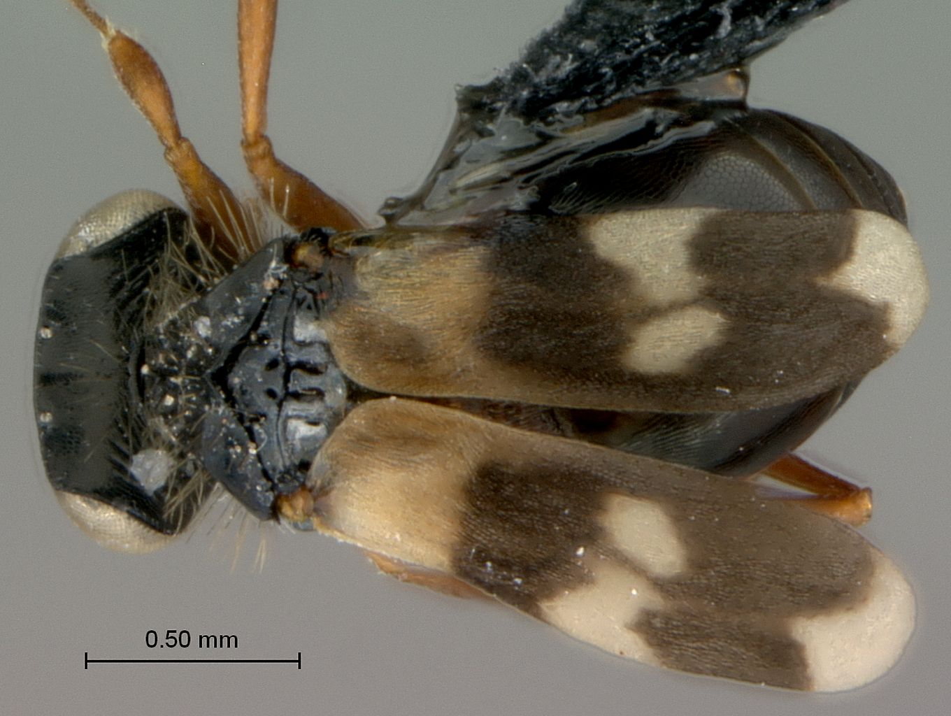 Sceliotrachelus_braunsi_female_habitus_dorsal