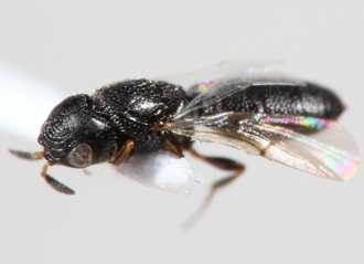 Anthonyon_cephalotes_Kenya_Ukasi_1-6_JAN_2012_Copeland