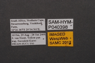 images/Breviscelio_crenatus_SAM-HYM-P040398_Labels_330.JPG