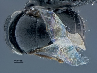 images/Breviscelio_crenatus_SAM-HYM-P040398_habitus_dorsal_330.jpg