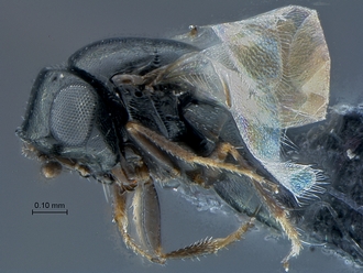 images/Breviscelio_crenatus_SAM-HYM-P040398_habitus_lateral_330.jpg