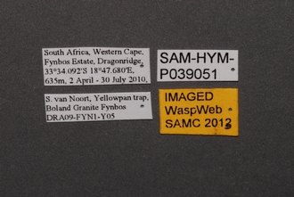 images/Breviscelio_striatus_SAM-HYM-P039051_Labels_330.JPG