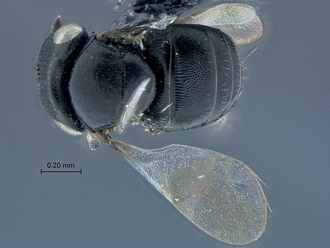 images/Breviscelio_striatus_SAM-HYM-P039051_habitus_dorsal_330.jpg