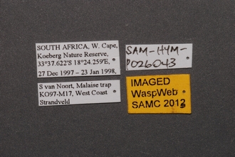 Calotelea_SAM-HYM-P026043_Labels