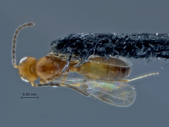 Calotelea_SAM-HYM-P026043_habitus_dorsal