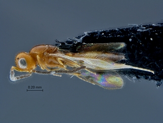 Calotelea_SAM-HYM-P026043_habitus_lateral