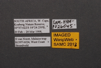 Calotelea_SAM-HYM-P026045_Labels