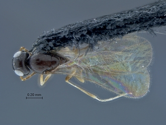 Calotelea_SAM-HYM-P026045_habitus_dorsal