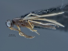 Calotelea_SAM-HYM-P026045_habitus_lateral