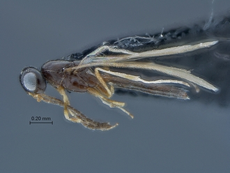 Calotelea_SAM-HYM-P026045_habitus_lateral