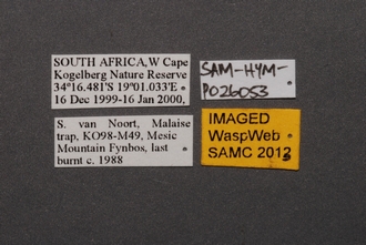 Calotelea_SAM-HYM-P026053_Labels