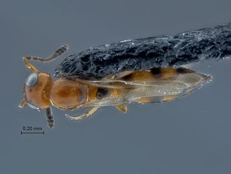 Calotelea_SAM-HYM-P026053_habitus_dorsal