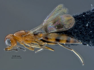 Calotelea_SAM-HYM-P026053_habitus_lateral
