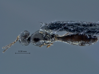 Calotelea_SAM-HYM-P034508_habitus_dorsal