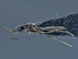 Calotelea_SAM-HYM-P034508_habitus_lateral