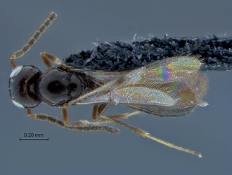 Calotelea_SAM-HYM-P035031_habitus_dorsal